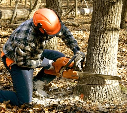 Tree Removal in Worthington, MA